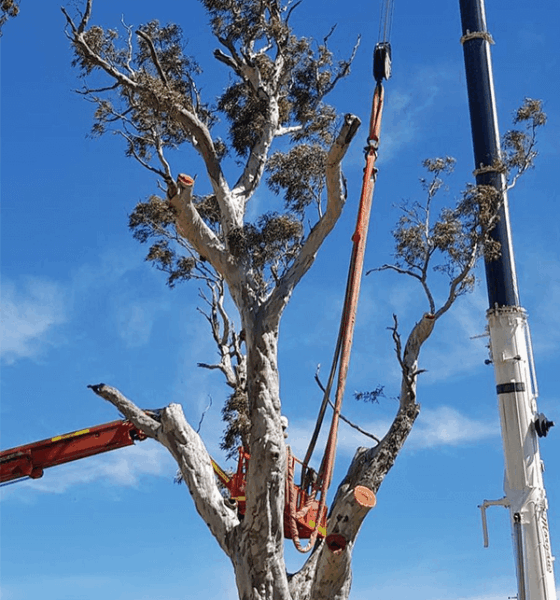 Tree Lopping